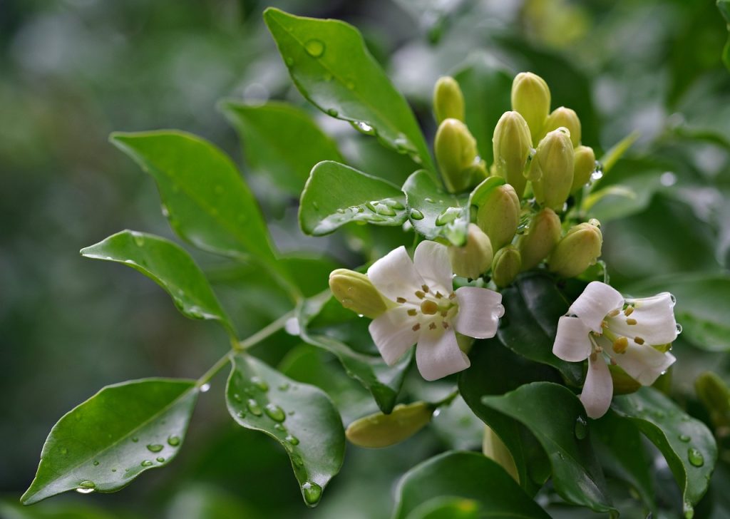 Andrographis paniculata